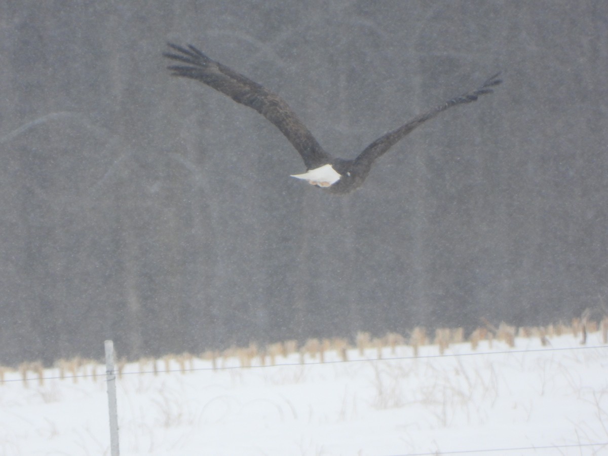 Bald Eagle - ML413243311