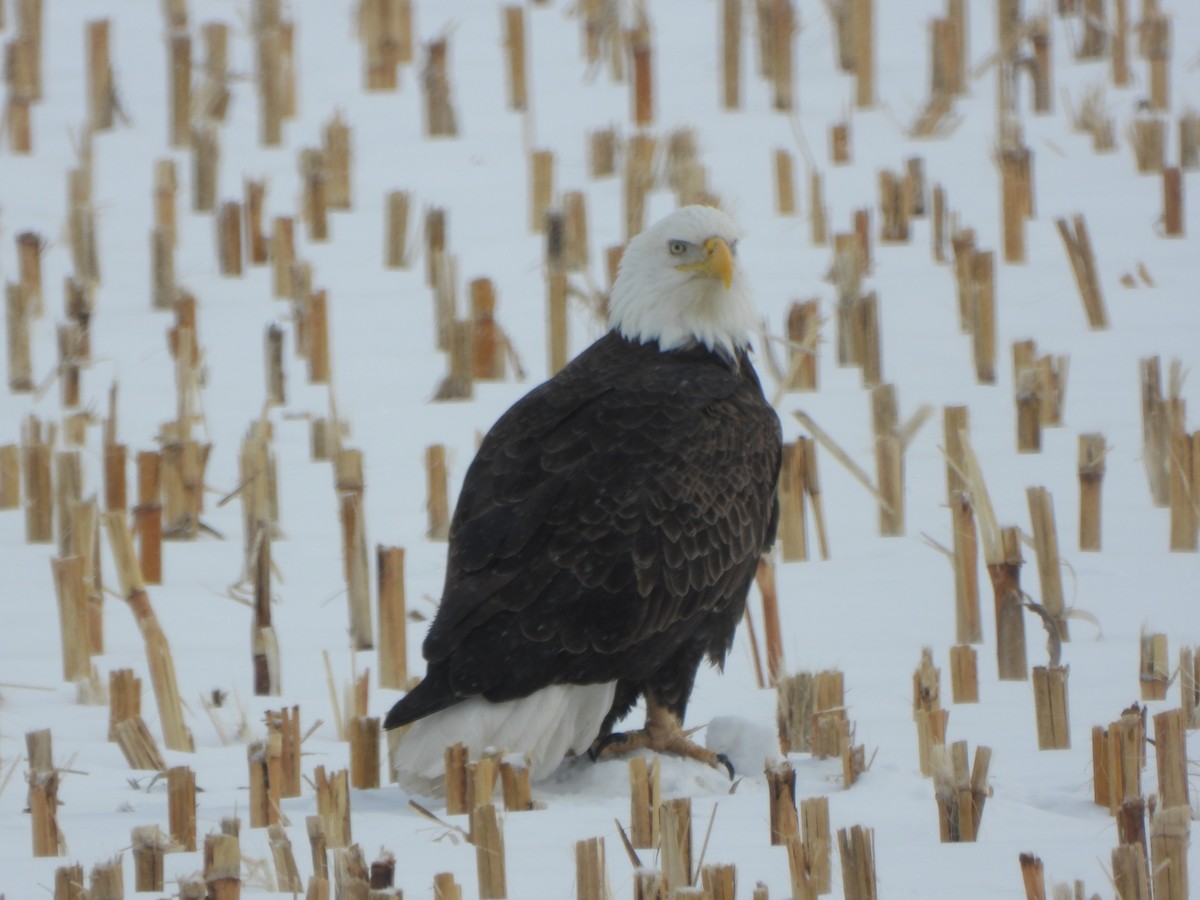 Bald Eagle - ML413243321