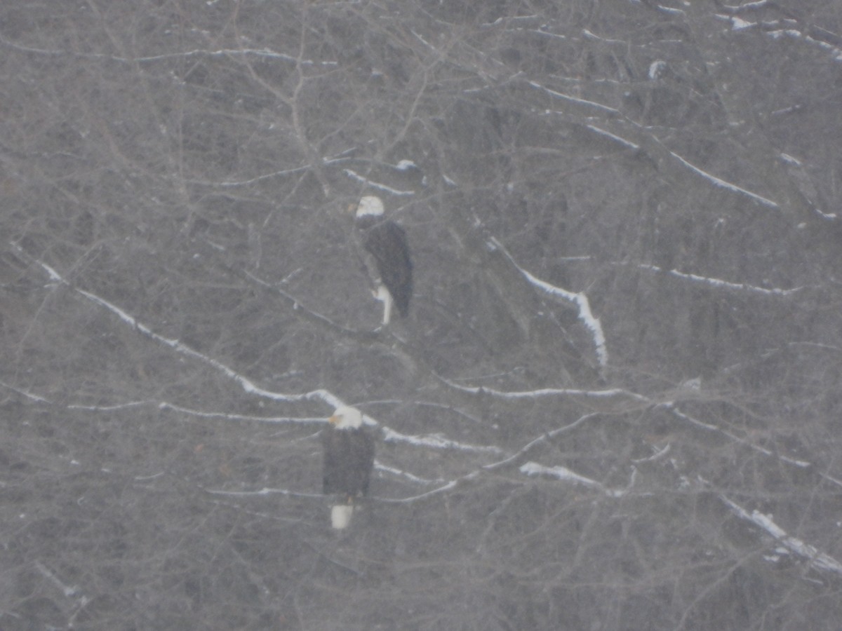 Bald Eagle - ML413243331