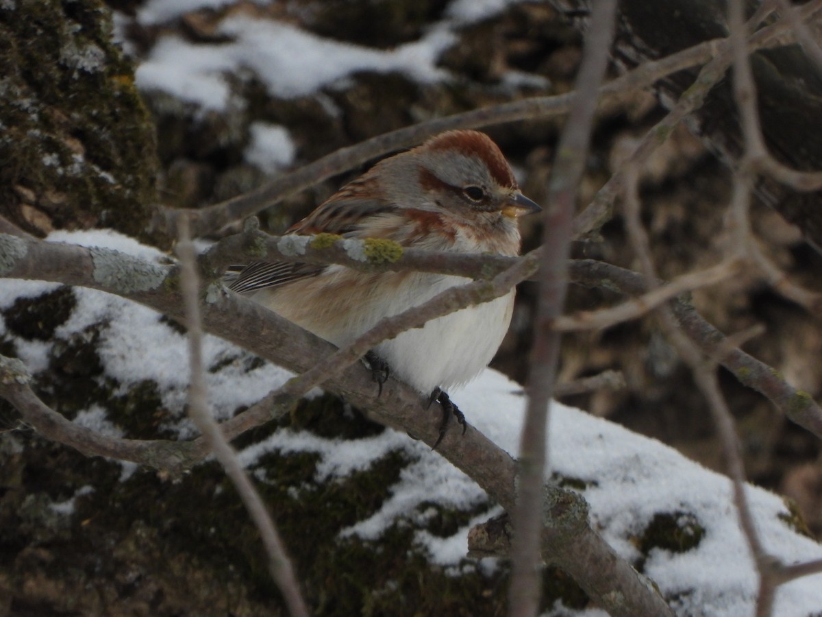 American Tree Sparrow - ML413243371