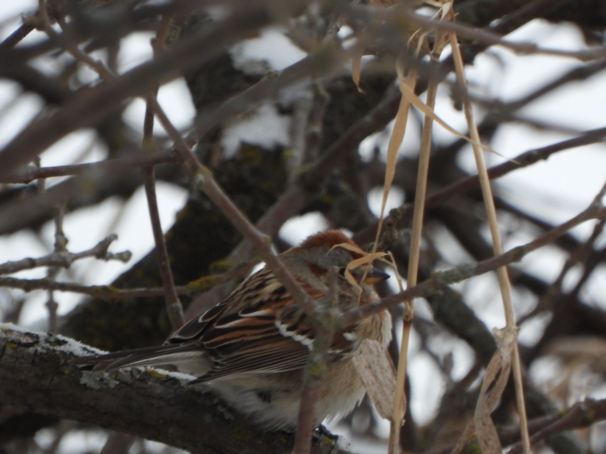 American Tree Sparrow - ML413243381