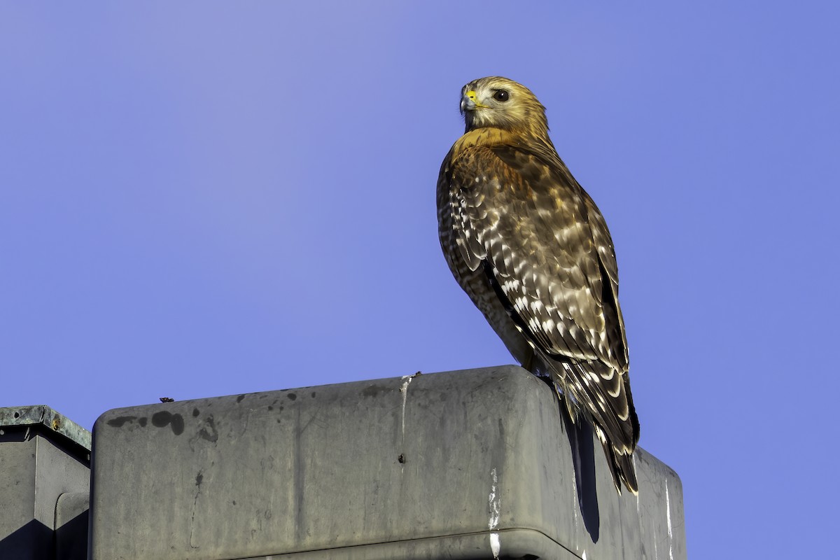 Red-shouldered Hawk - ML413243401