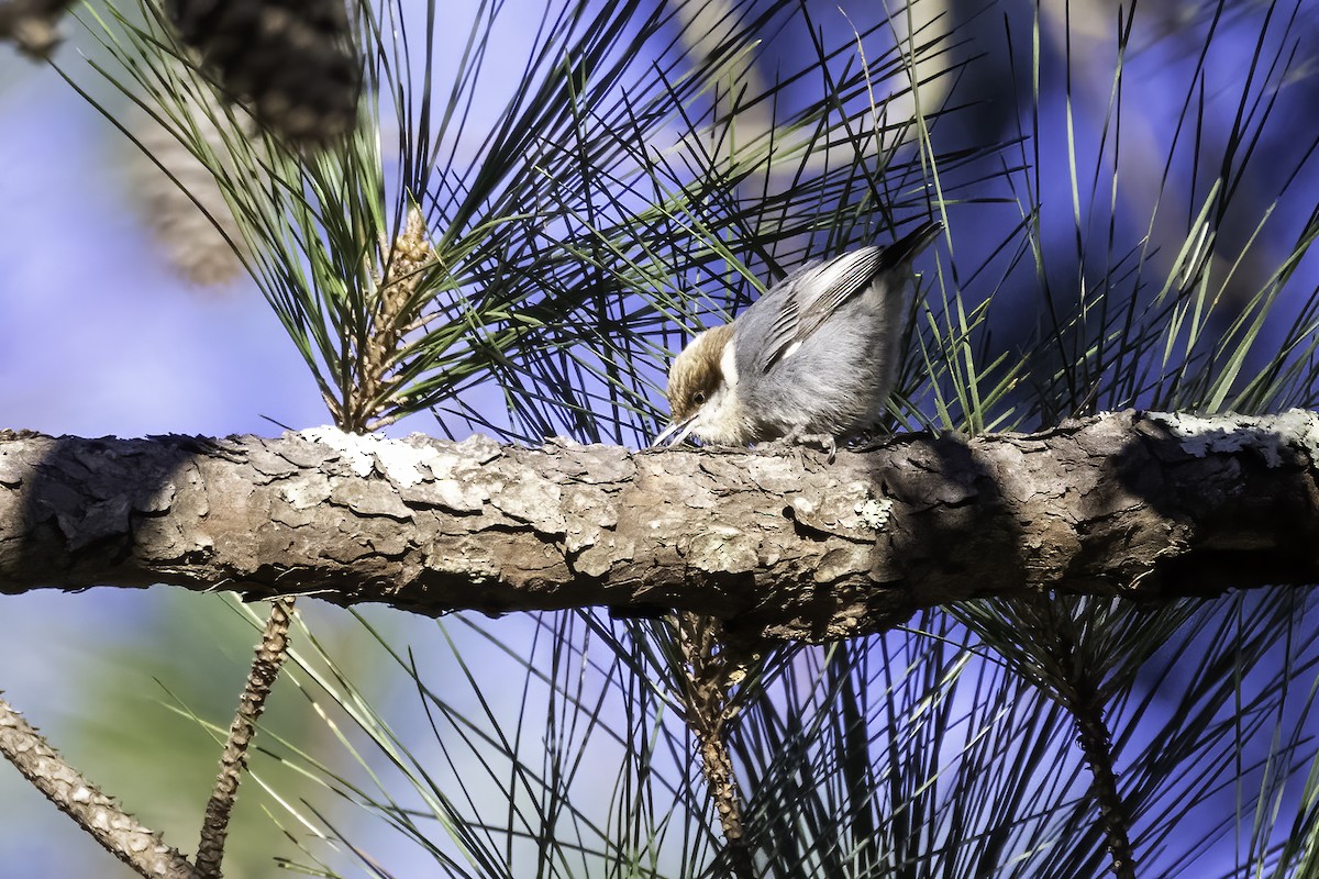 Brown-headed Nuthatch - ML413243981
