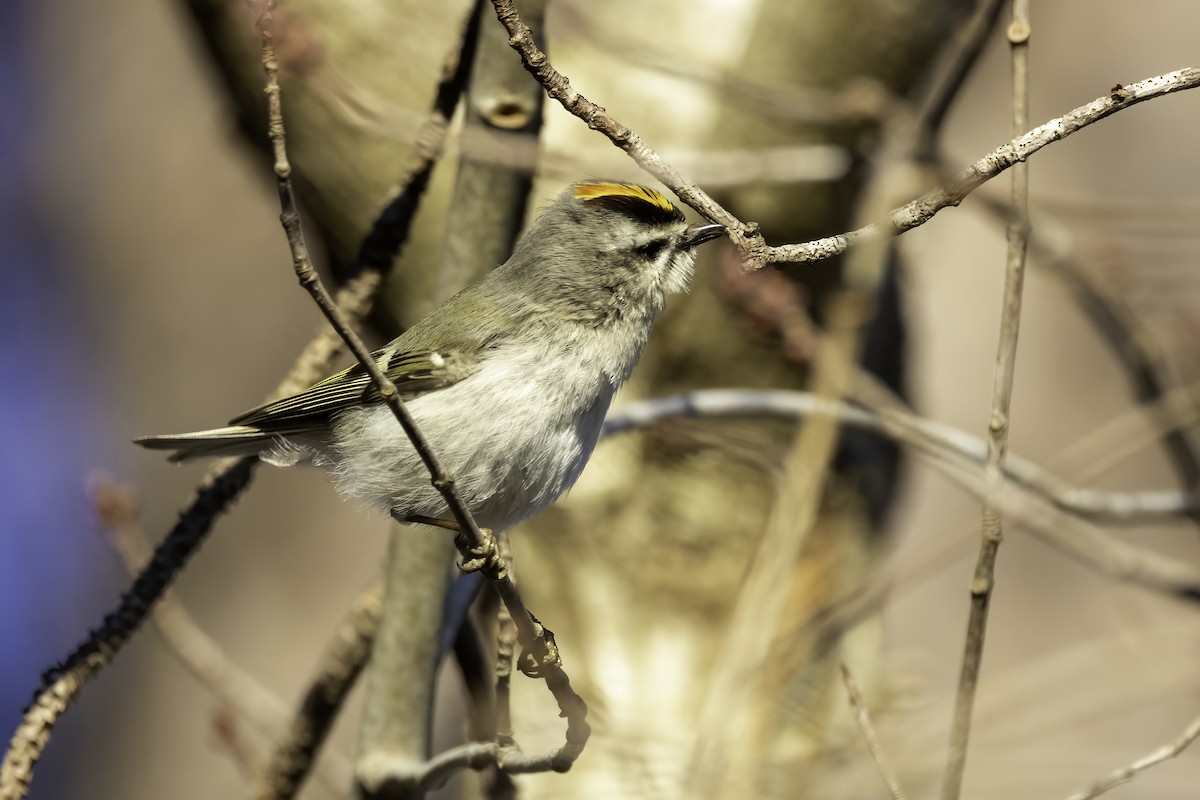 Golden-crowned Kinglet - ML413244301