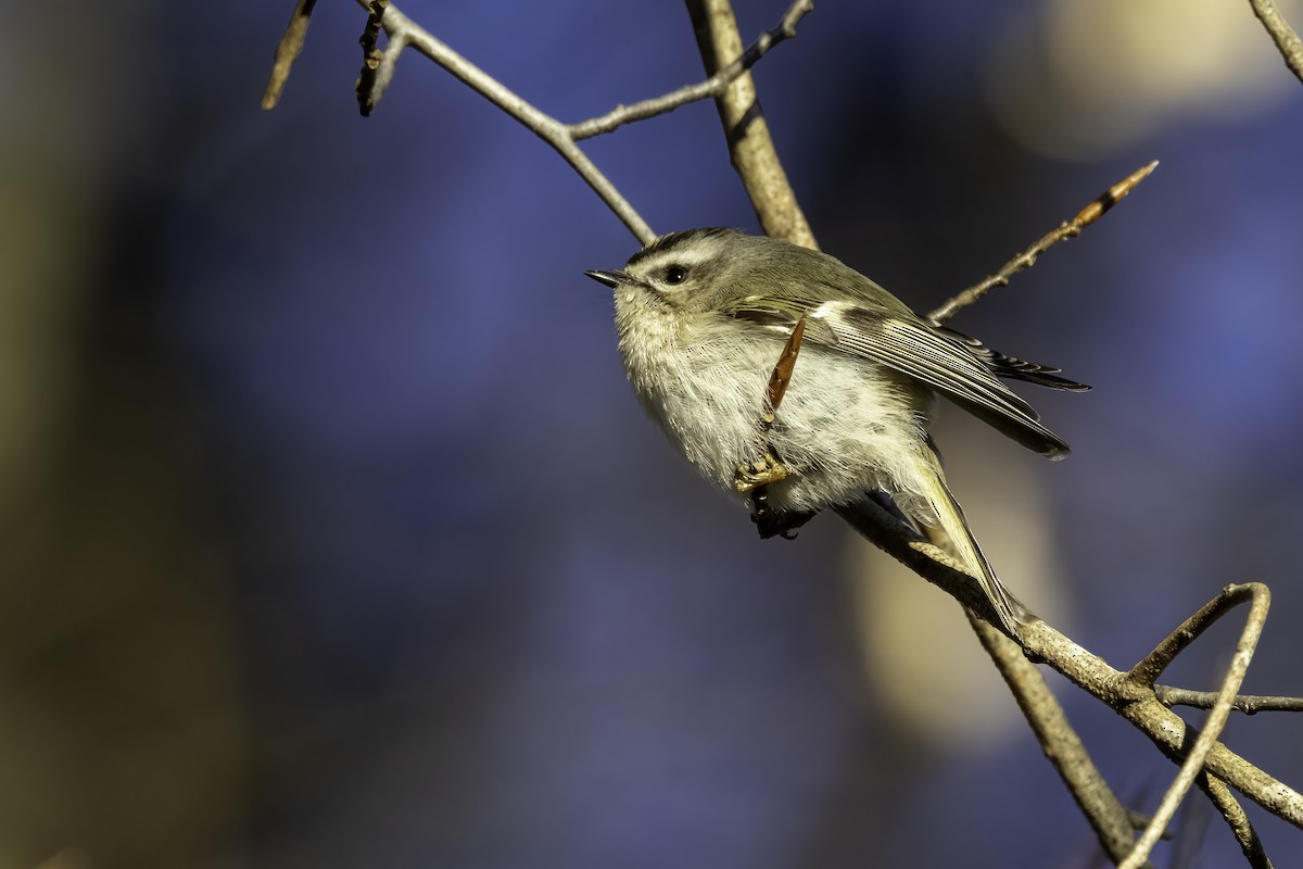 Golden-crowned Kinglet - ML413244341