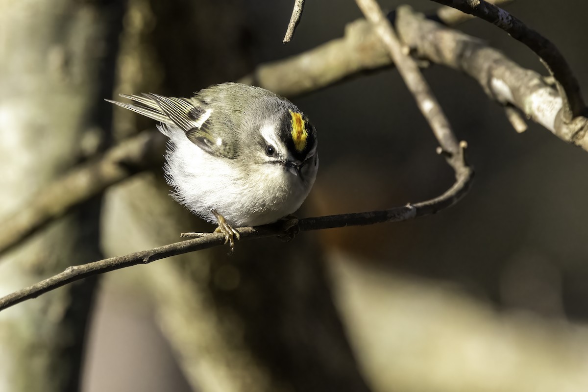 Golden-crowned Kinglet - ML413244351