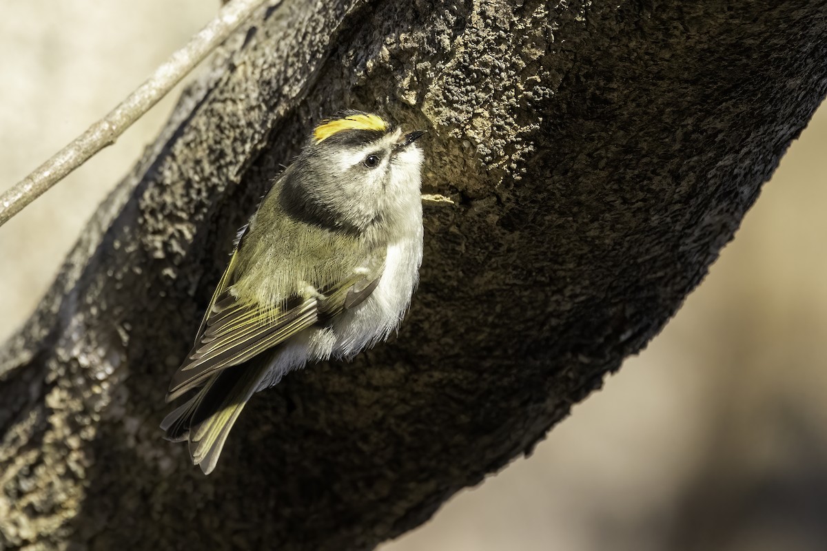 Golden-crowned Kinglet - ML413244391