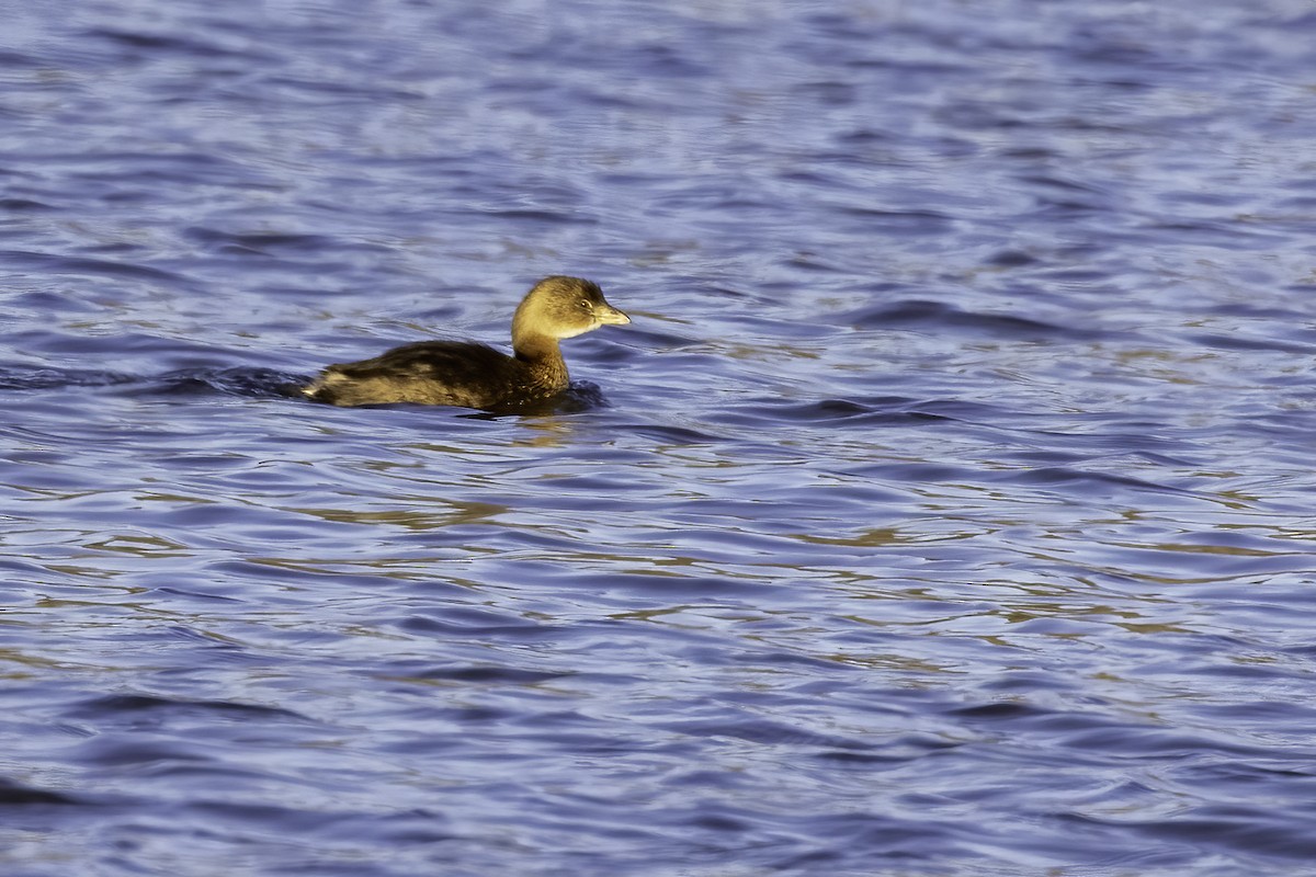 Pied-billed Grebe - ML413244451