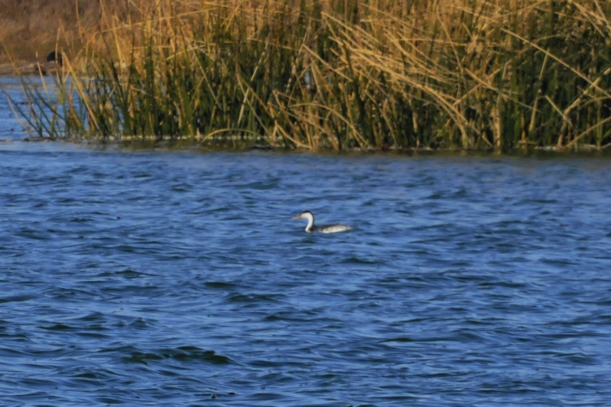 Clark's Grebe - ML41324451