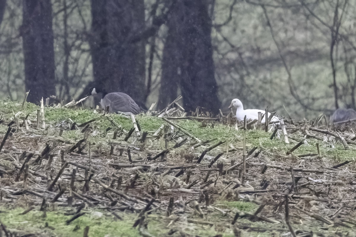 Snow Goose - ML413244991