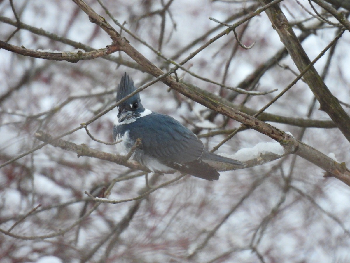 Belted Kingfisher - ML413245001