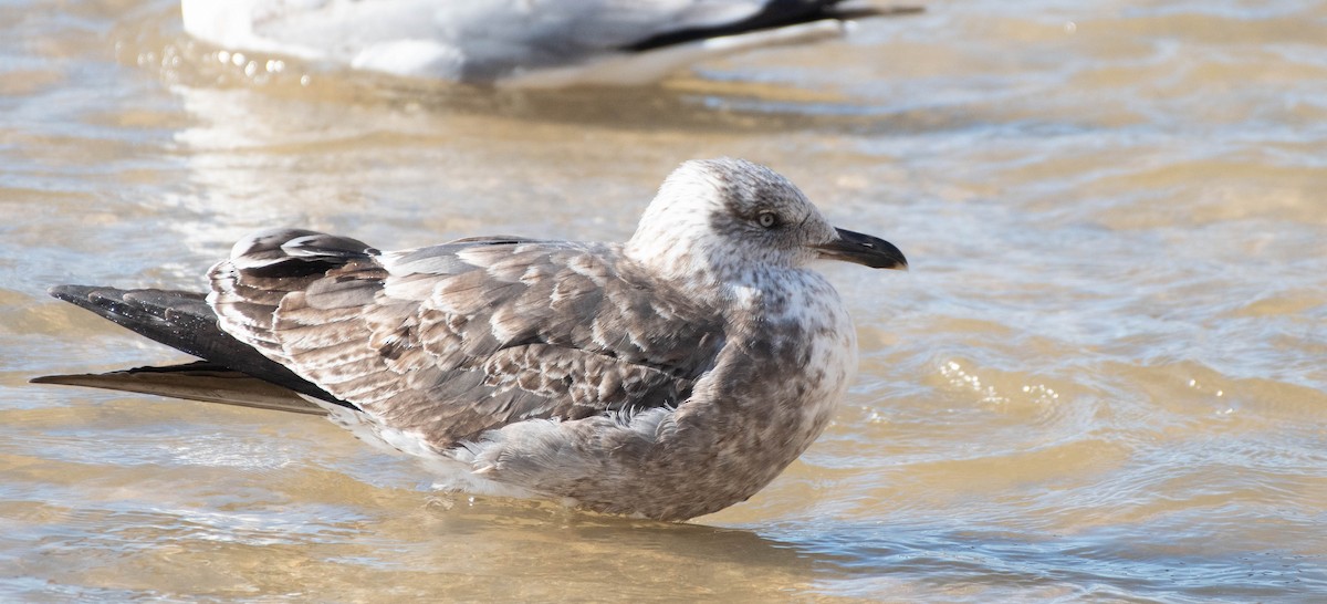 Lesser Black-backed Gull - ML413245711