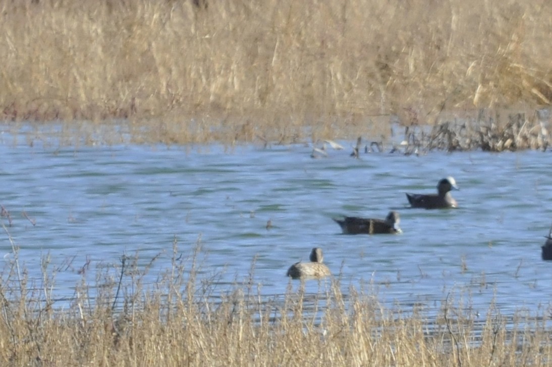 American Wigeon - ML41324891