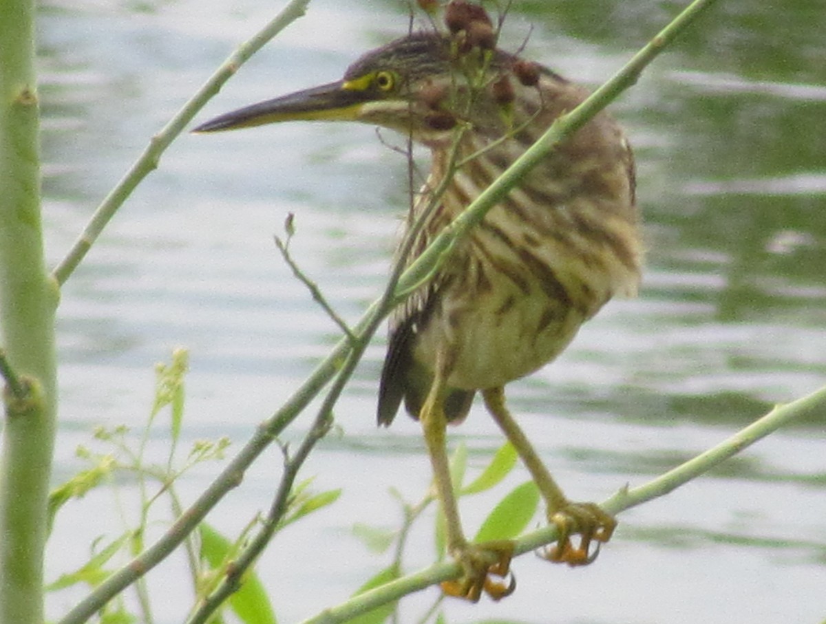 Striated Heron - ML413250781