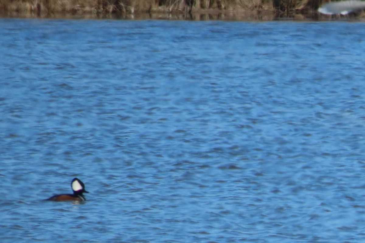 Hooded Merganser - Terry  Little