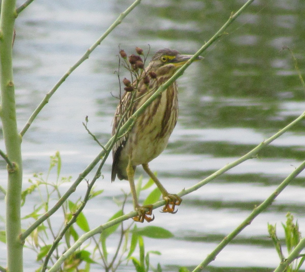 Striated Heron - ML413251031