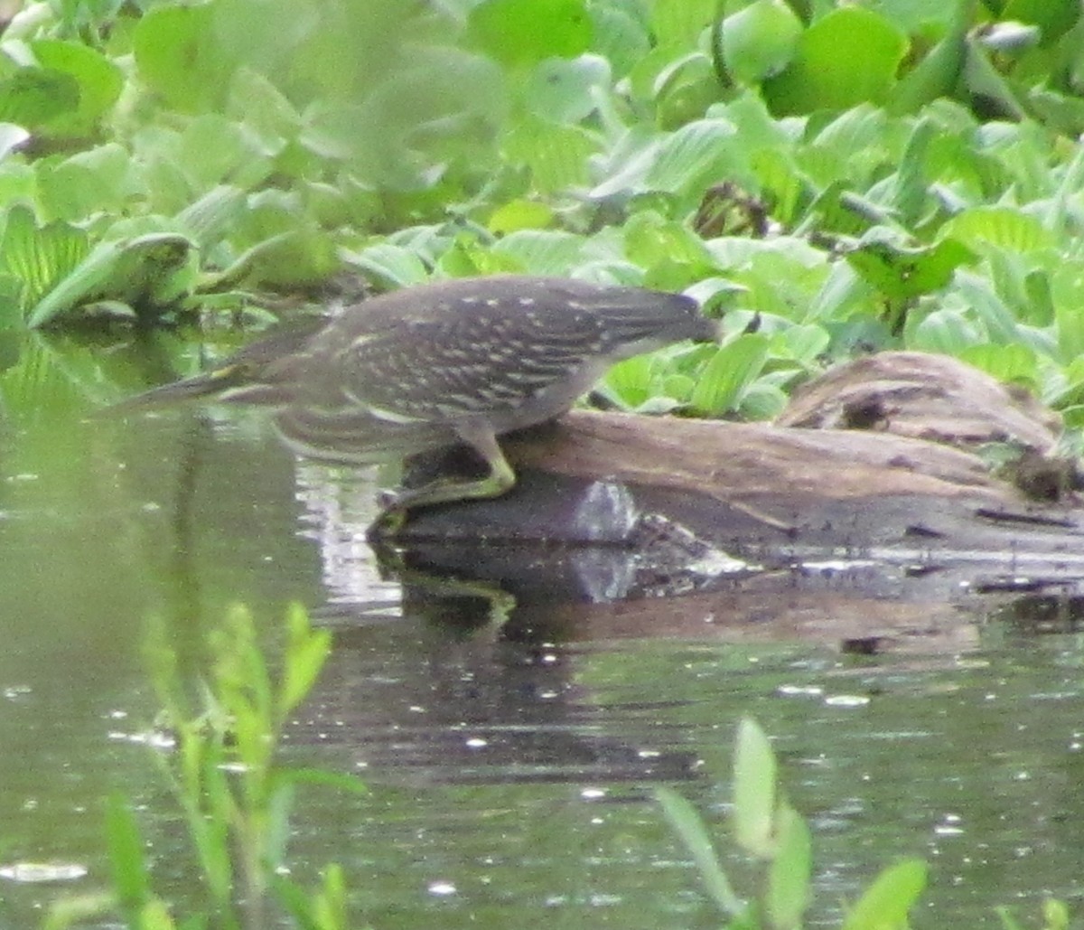 Striated Heron - ML413251561