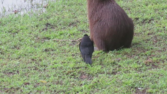 Giant Cowbird - ML413253961