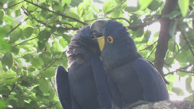 Hyacinth Macaw - ML413254151