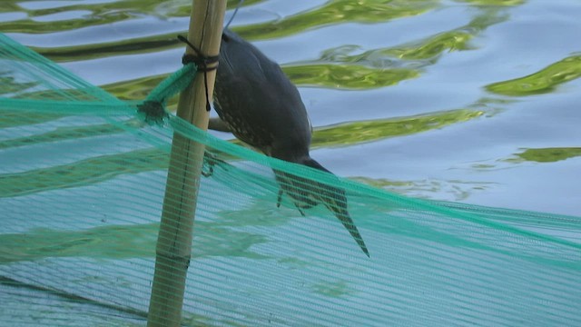 Striated Heron - ML413254901