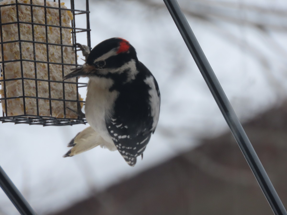 Hairy Woodpecker - ML413255501