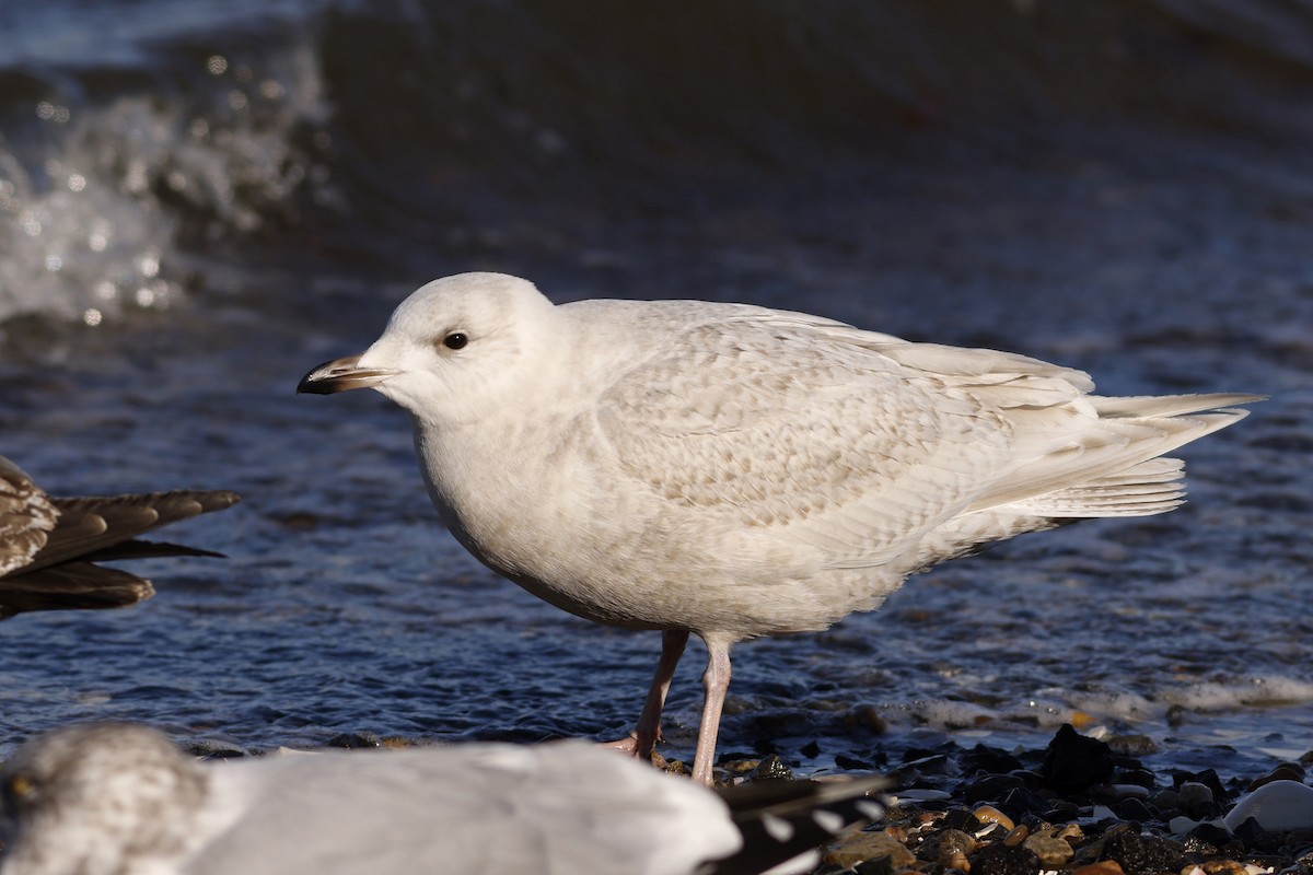 Iceland Gull (kumlieni) - Nick Bonomo
