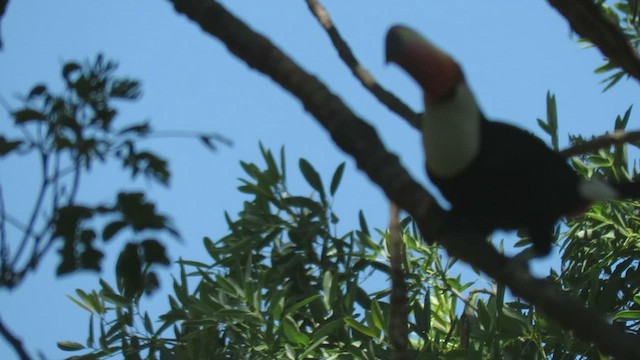 Toucan toco - ML413256441