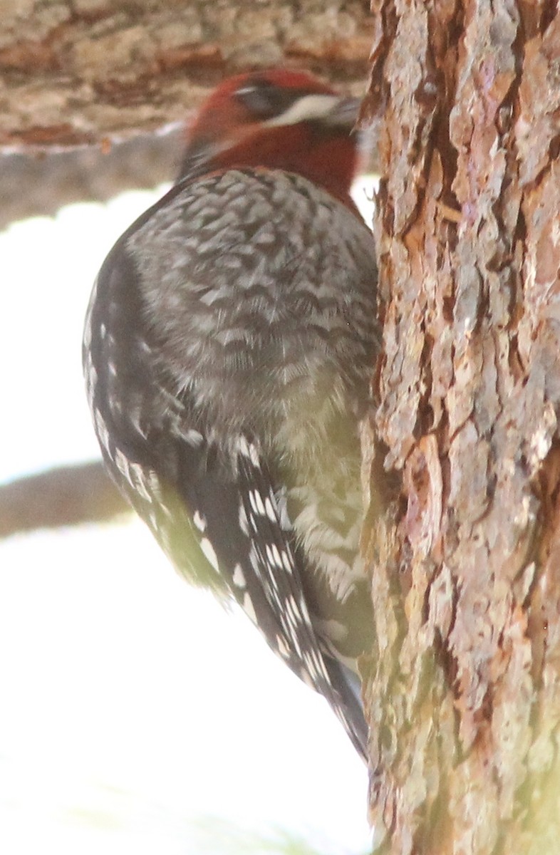 Yellow-bellied x Red-breasted Sapsucker (hybrid) - ML413260571