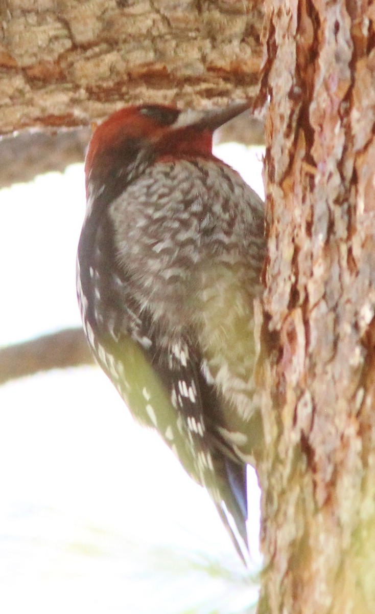 Yellow-bellied x Red-breasted Sapsucker (hybrid) - ML413260601