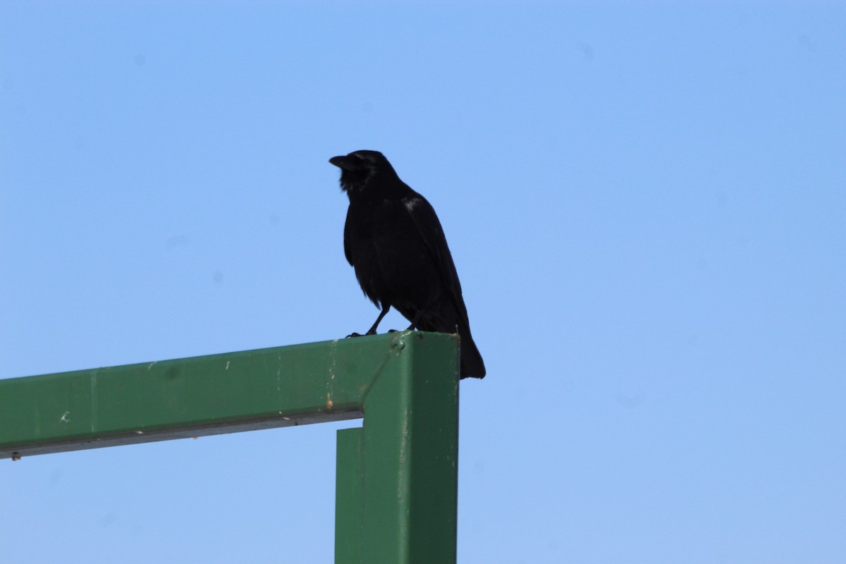 American Crow - George Dokes