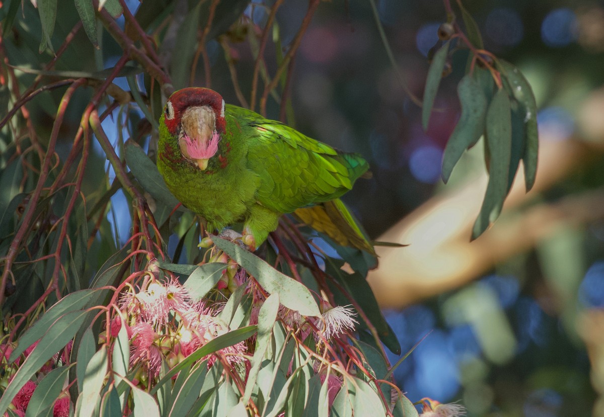 Mitred Parakeet - ML413261371