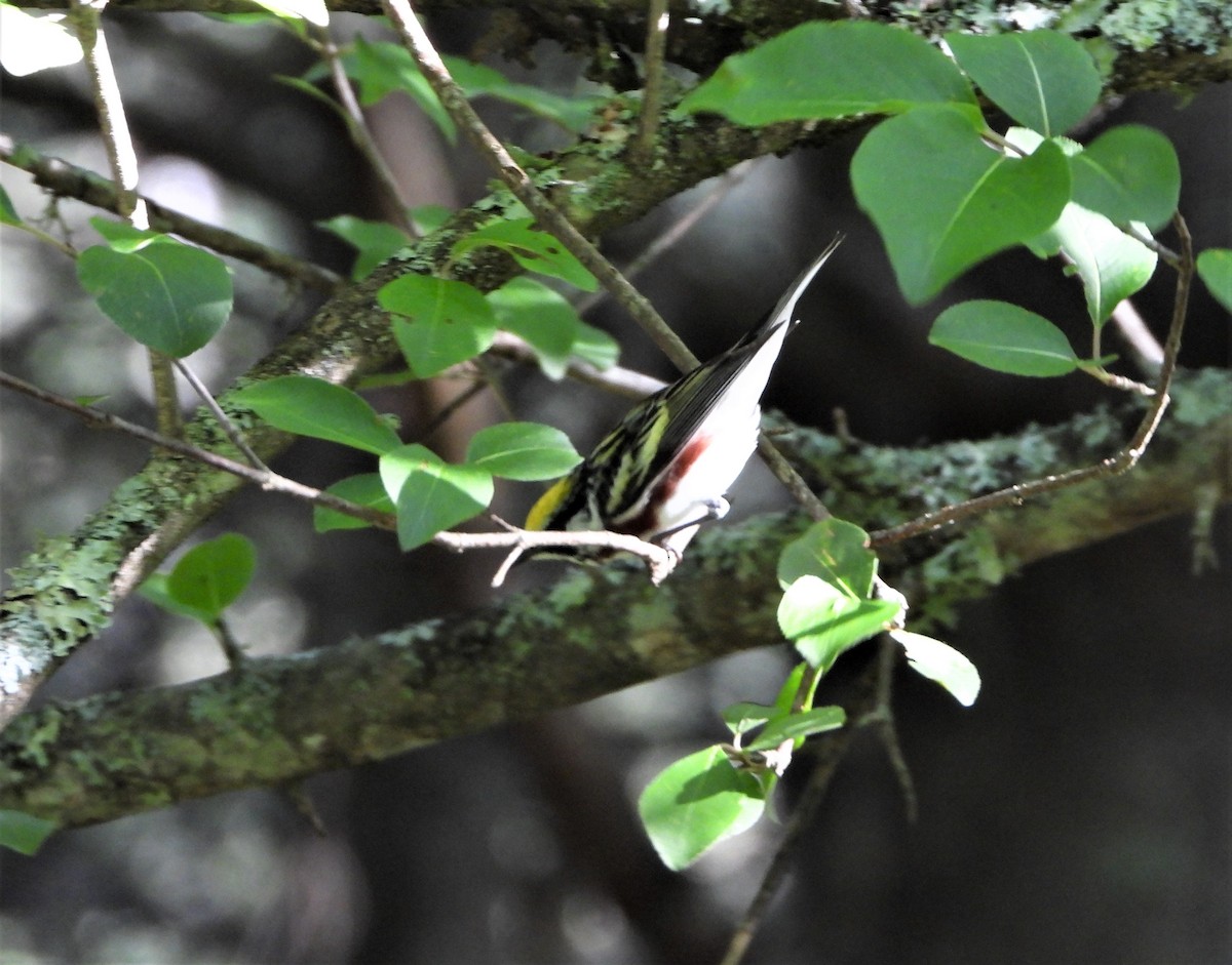 Chestnut-sided Warbler - Kent Davis