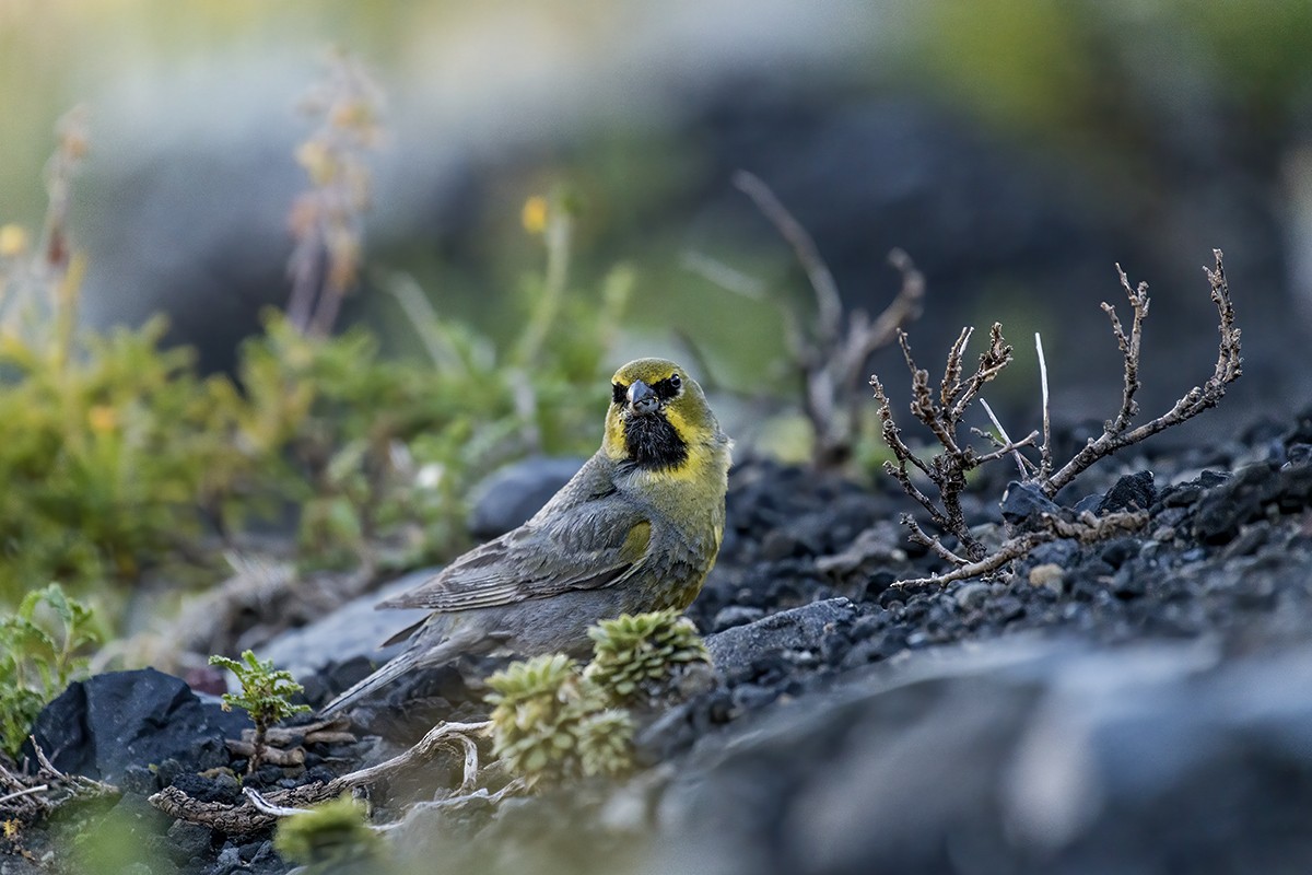 Yellow-bridled Finch - ML413262281