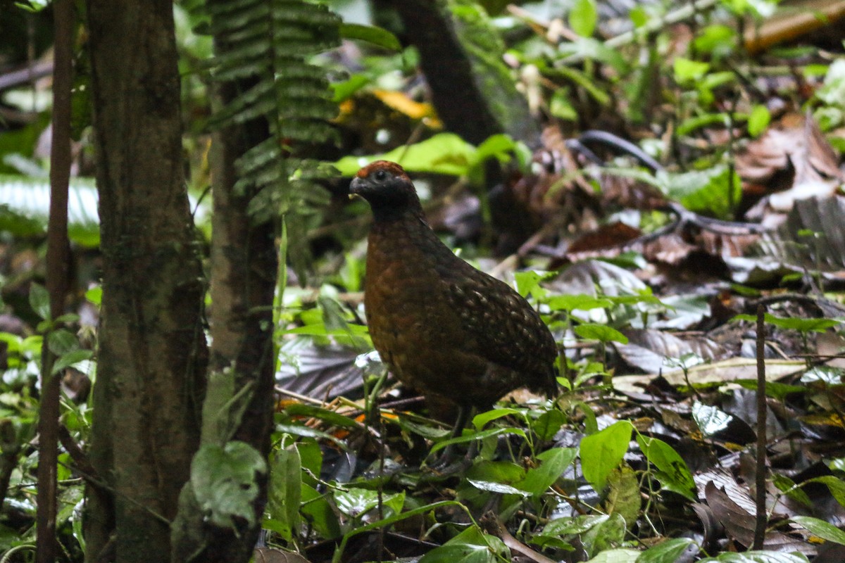 Black-eared Wood-Quail - ML413264111