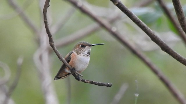 Rufous Hummingbird - ML413264851