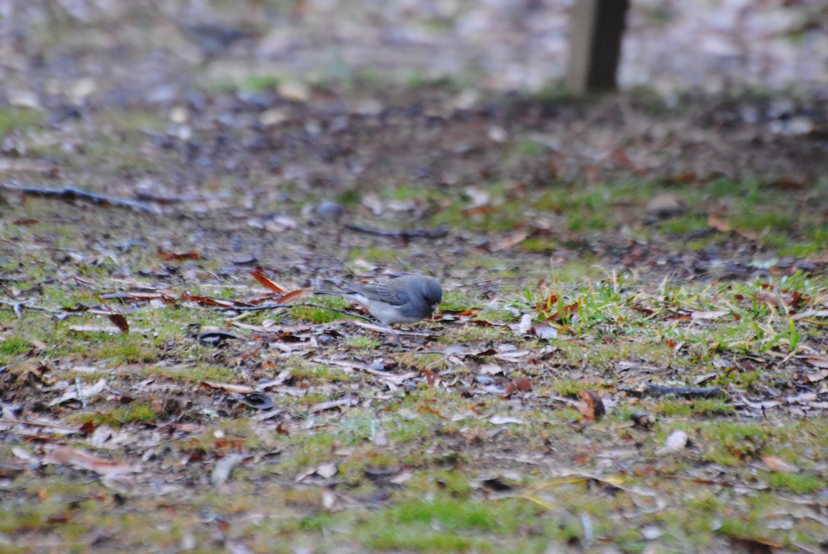 Kara Gözlü Junko (hyemalis/carolinensis) - ML413265051