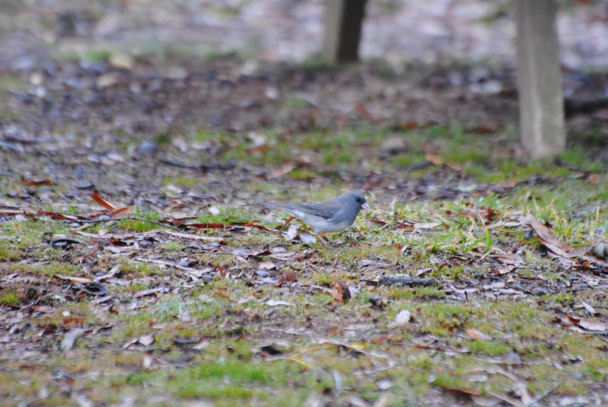 Kara Gözlü Junko (hyemalis/carolinensis) - ML413265061