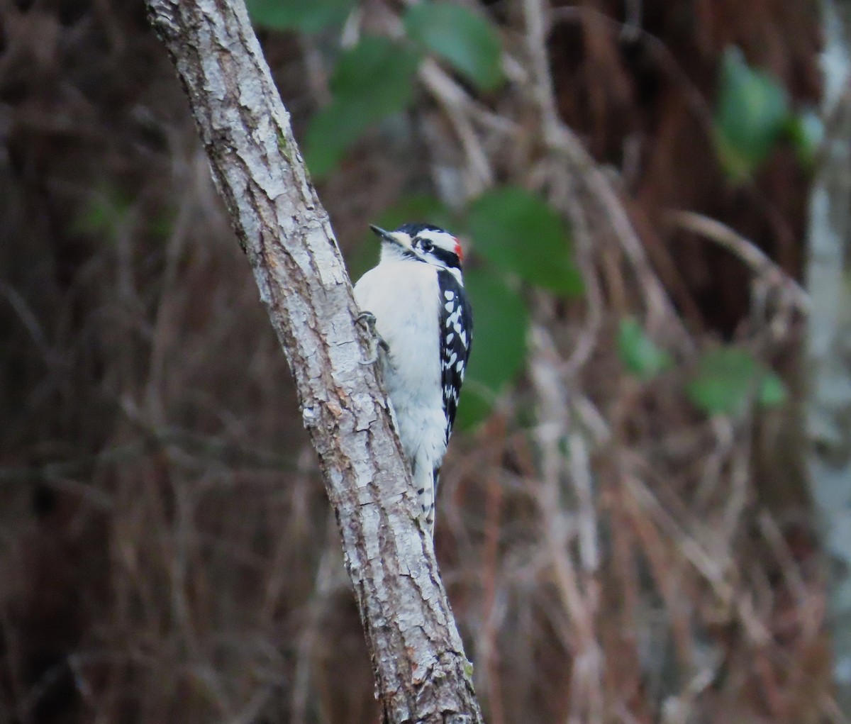 Downy Woodpecker - Leilani York