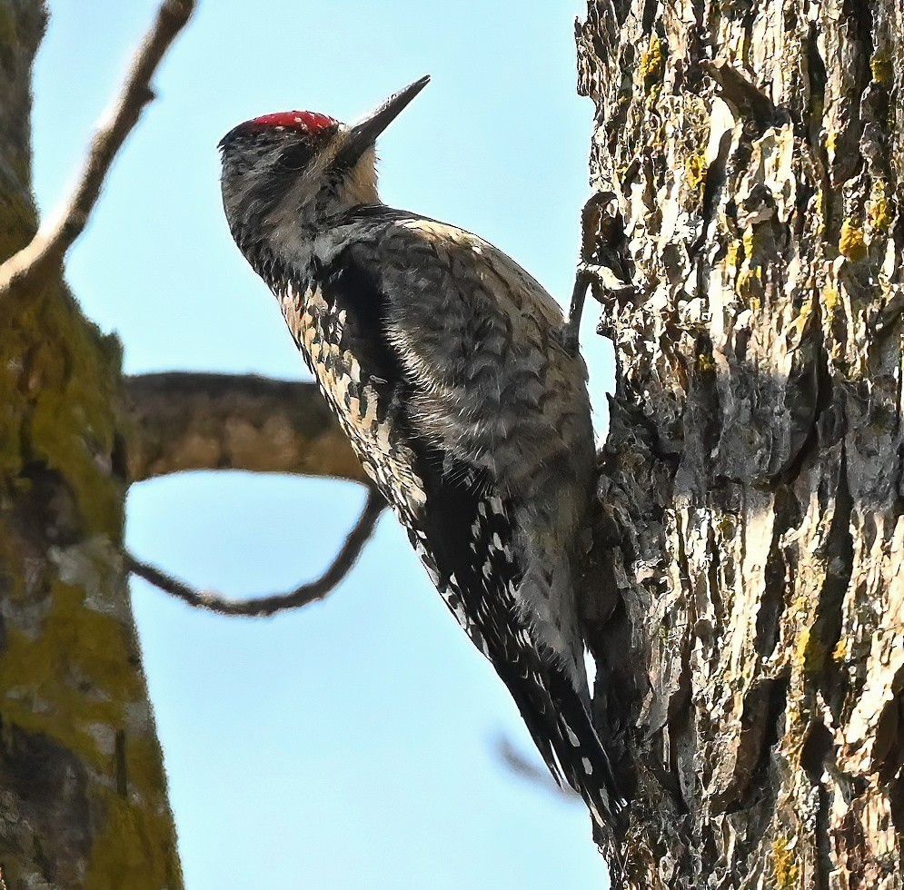 Yellow-bellied Sapsucker - ML413266881