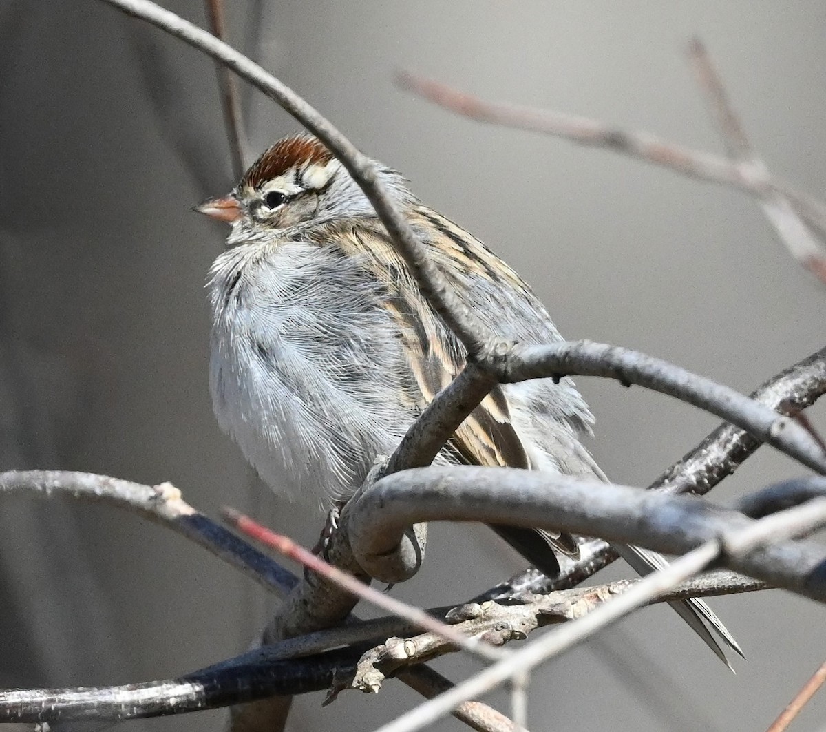 Chipping Sparrow - ML413267801