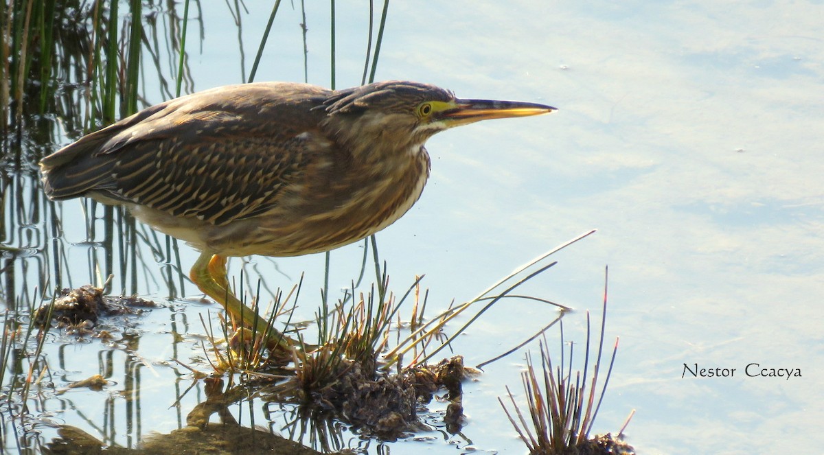 Striated Heron - ML41326781