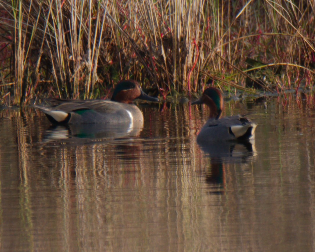 Green-winged Teal - ML413269741