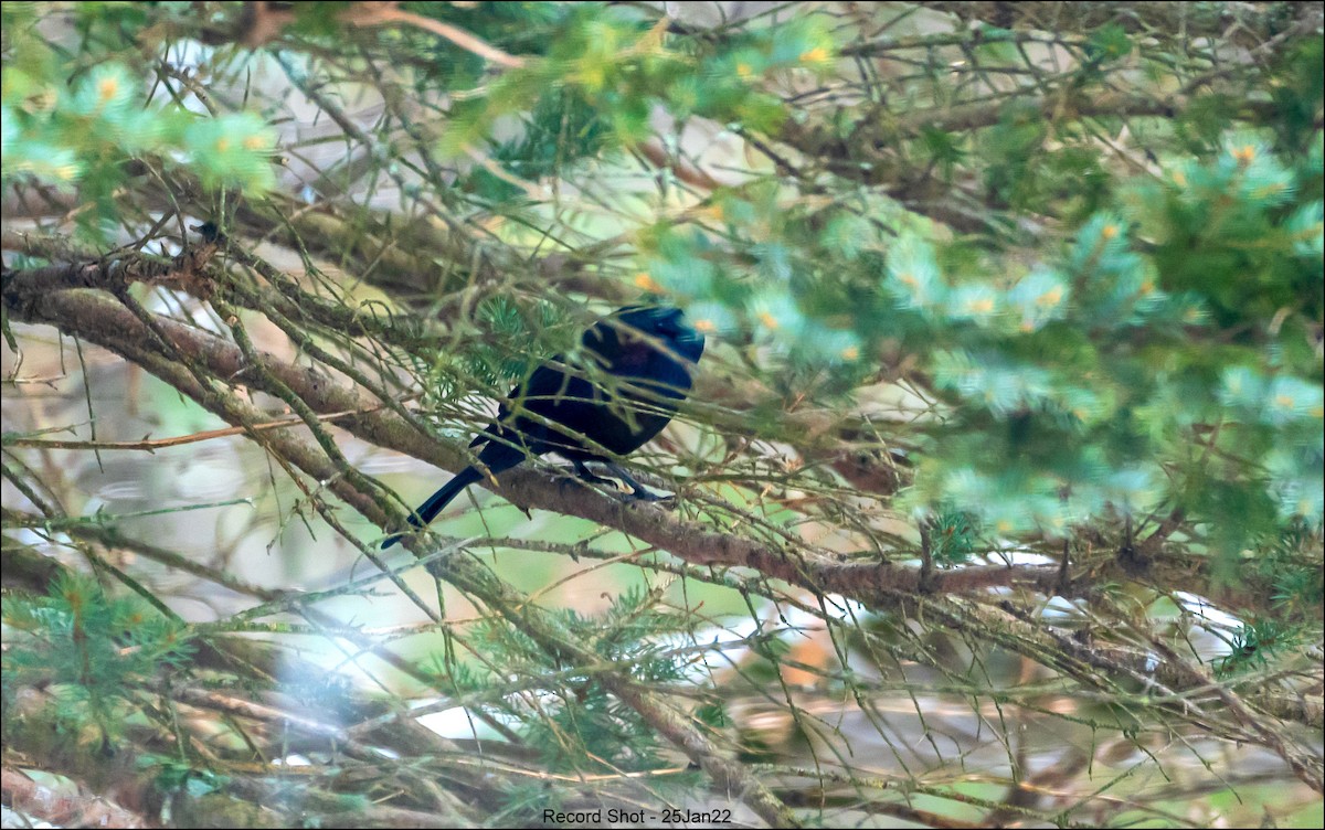 Common Grackle - ML413270531