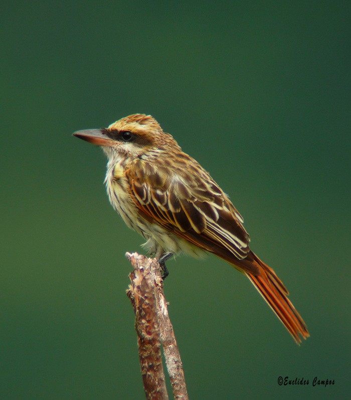 Streaked Flycatcher - Euclides "Kilo" Campos