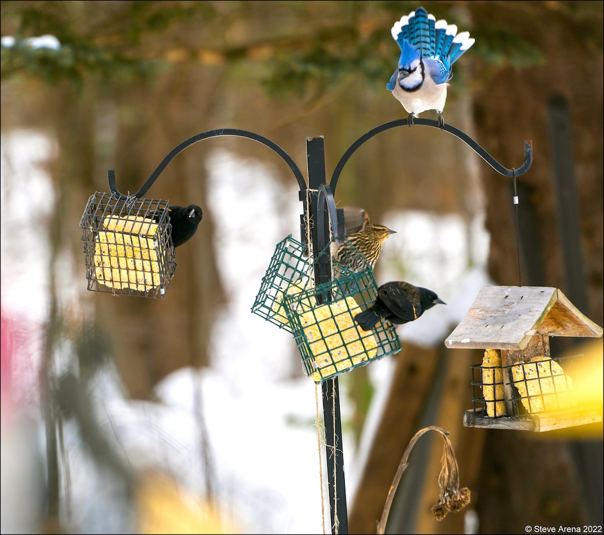 Red-winged Blackbird (Red-winged) - ML413271461