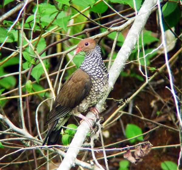 Pigeon ramiret - ML41327191