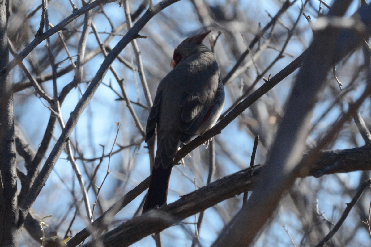 Cardinal pyrrhuloxia - ML413272701