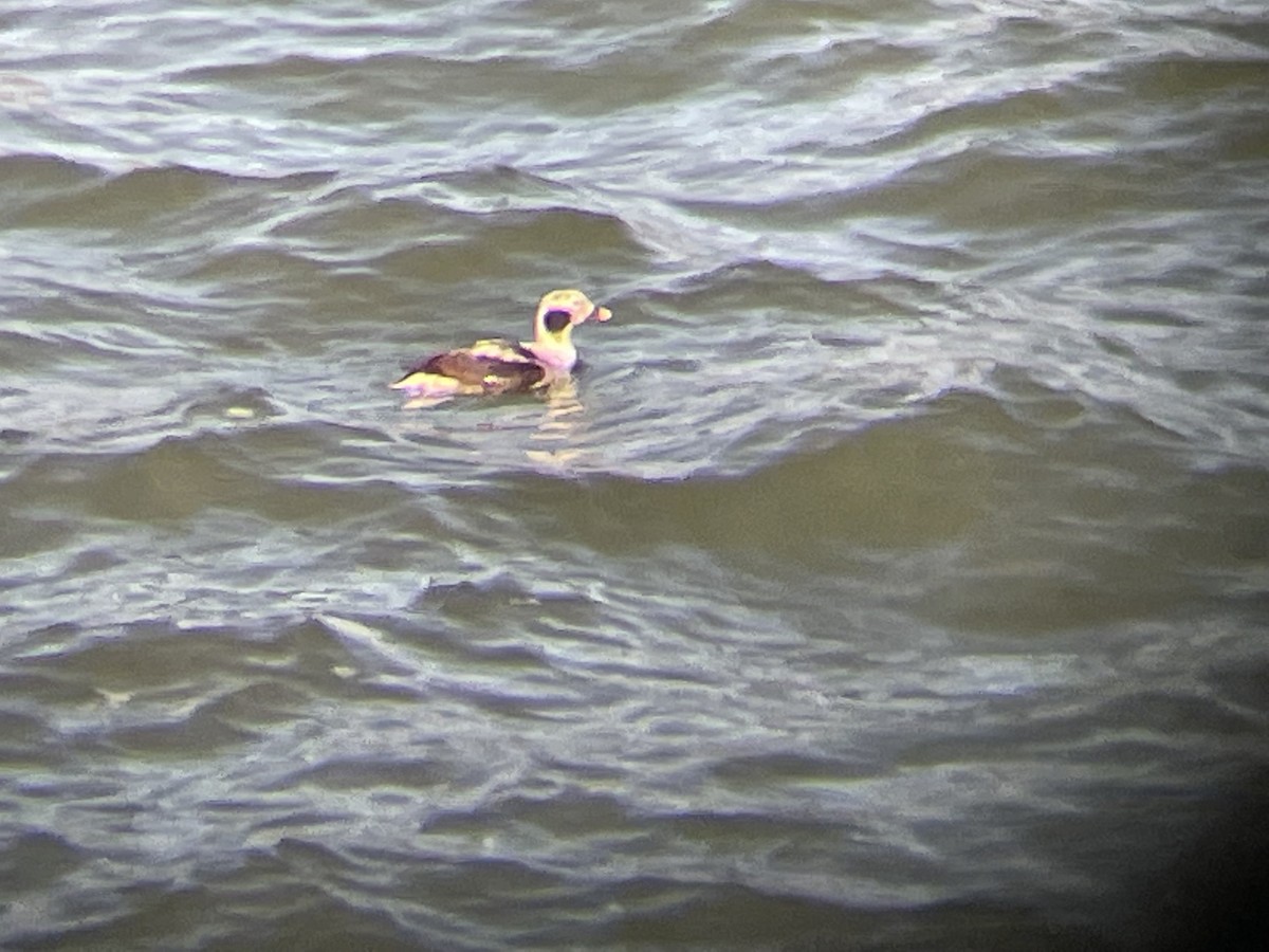 Long-tailed Duck - Lizzie Diener