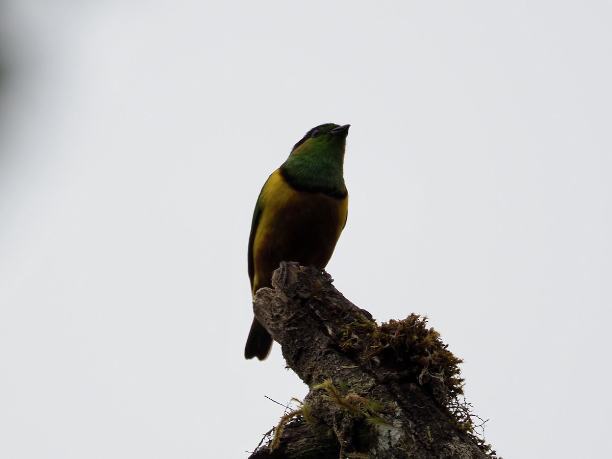 Chestnut-breasted Chlorophonia - ML413275081