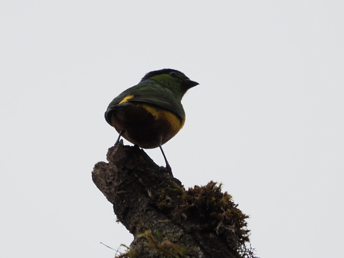Chestnut-breasted Chlorophonia - ML413275101